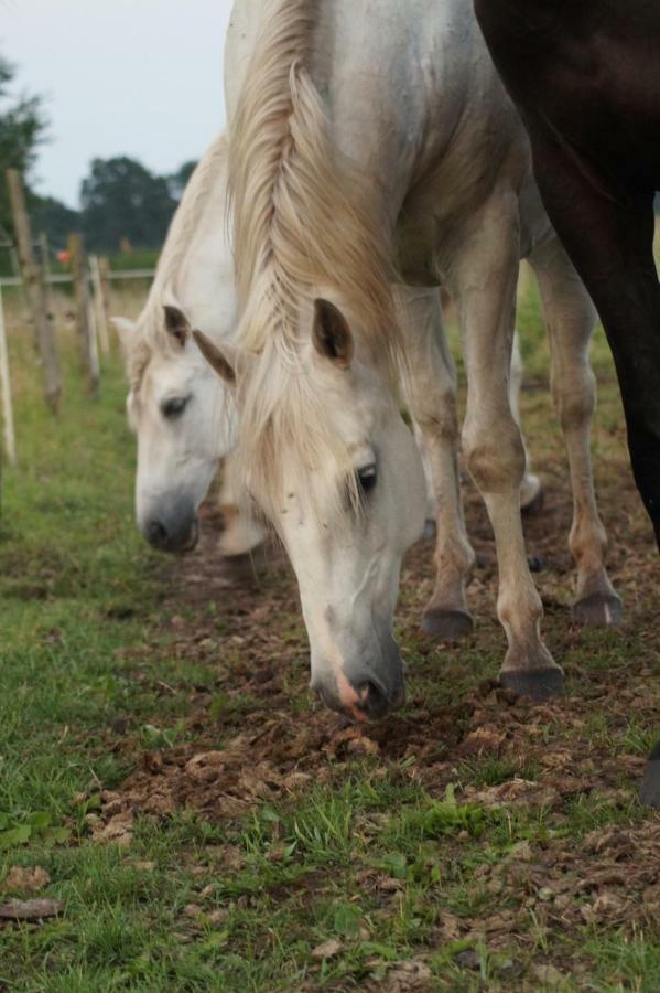 Ferienwohnung Auf Pferdehof Dreetz Zewnętrze zdjęcie