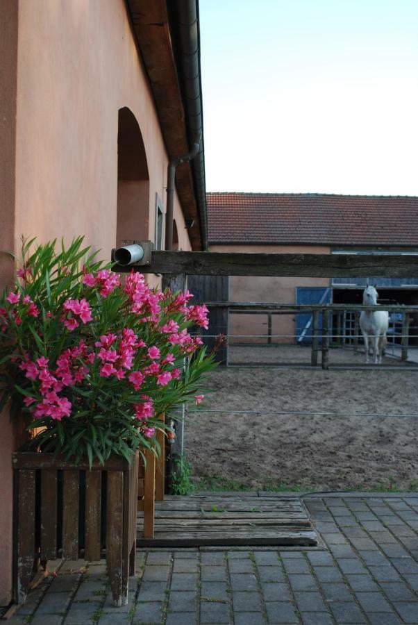 Ferienwohnung Auf Pferdehof Dreetz Zewnętrze zdjęcie